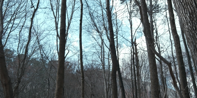 Wide shot frame from Stranger Things — forest, tree