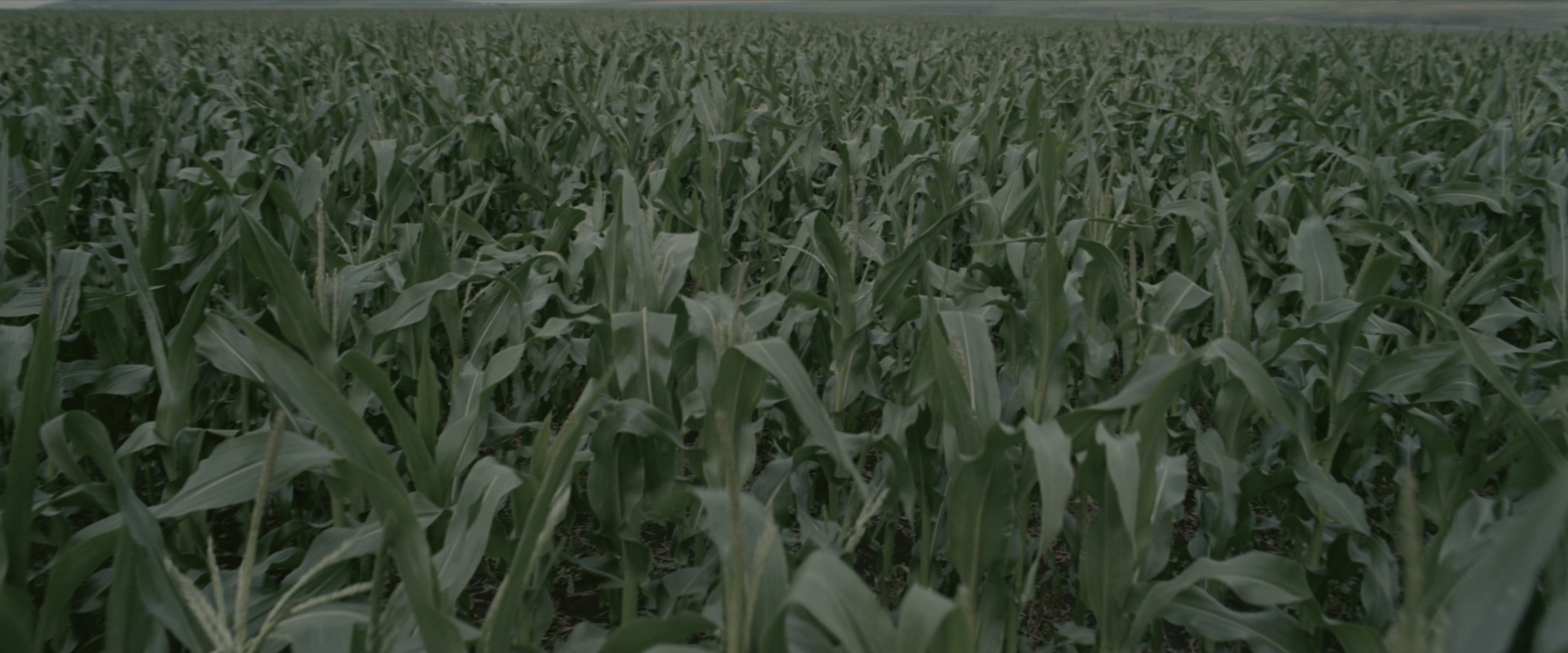 Interstellar (2014), wide, 2.40:1 — film still