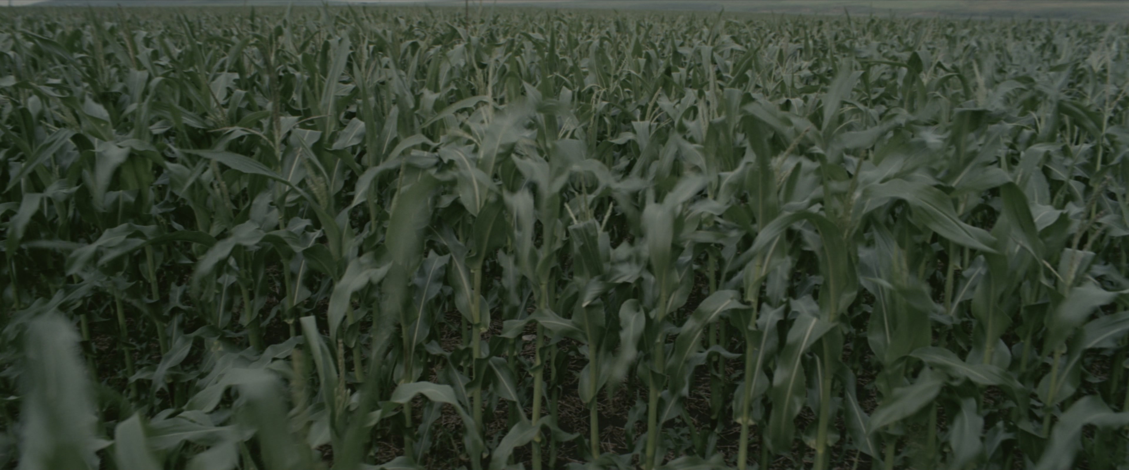 Interstellar (2014), wide, 2.40:1 — film still