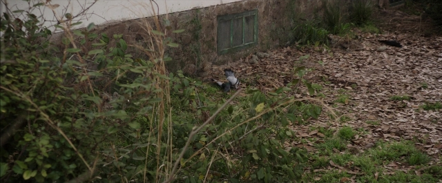 Frame from The Conjuring — standing, bed, bird