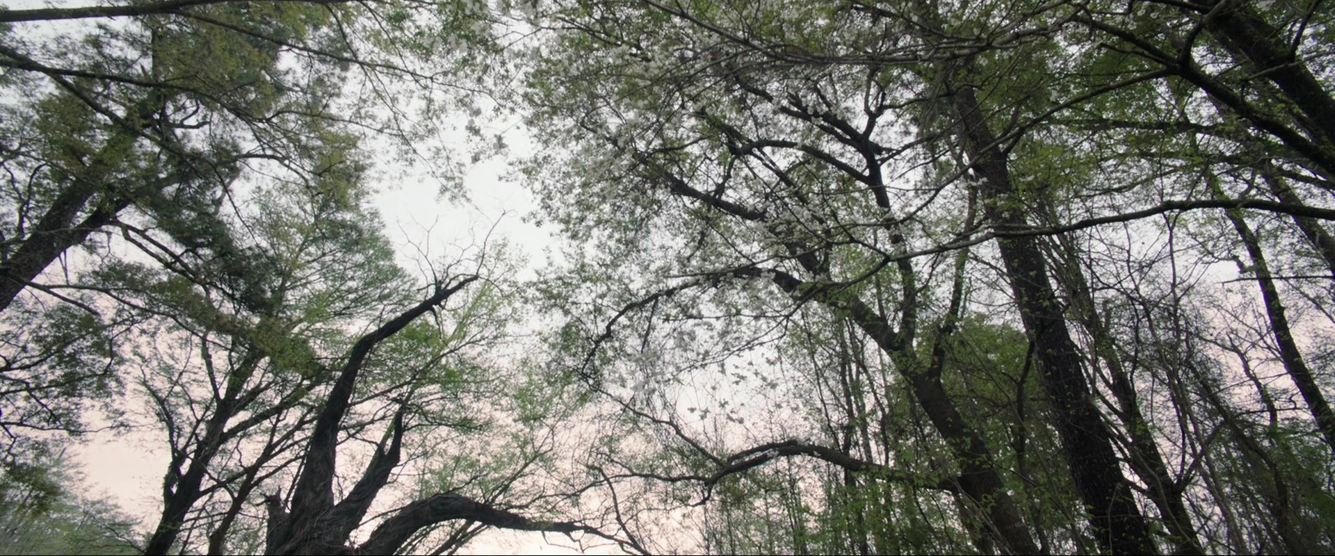 The Conjuring (2013), wide, 2.40:1 — film still