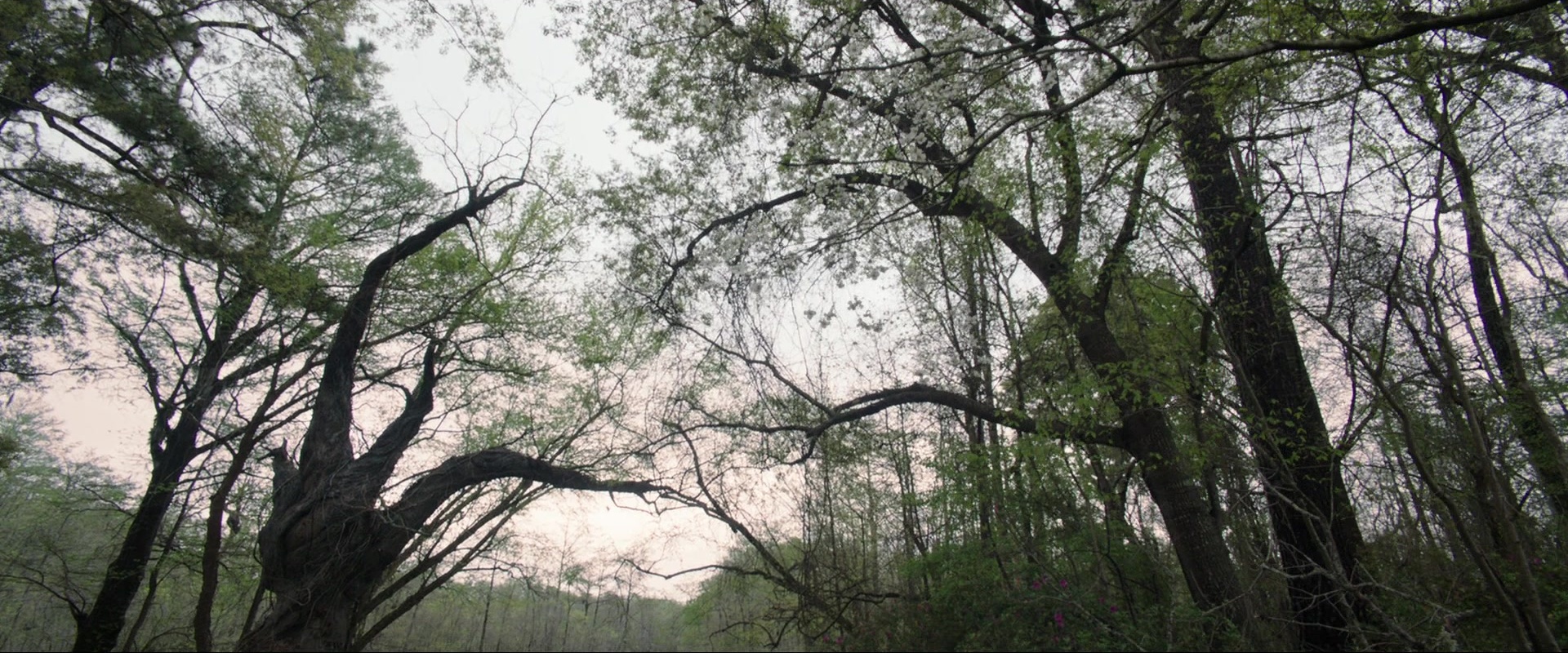 The Conjuring (2013), wide, 2.40:1 — film still