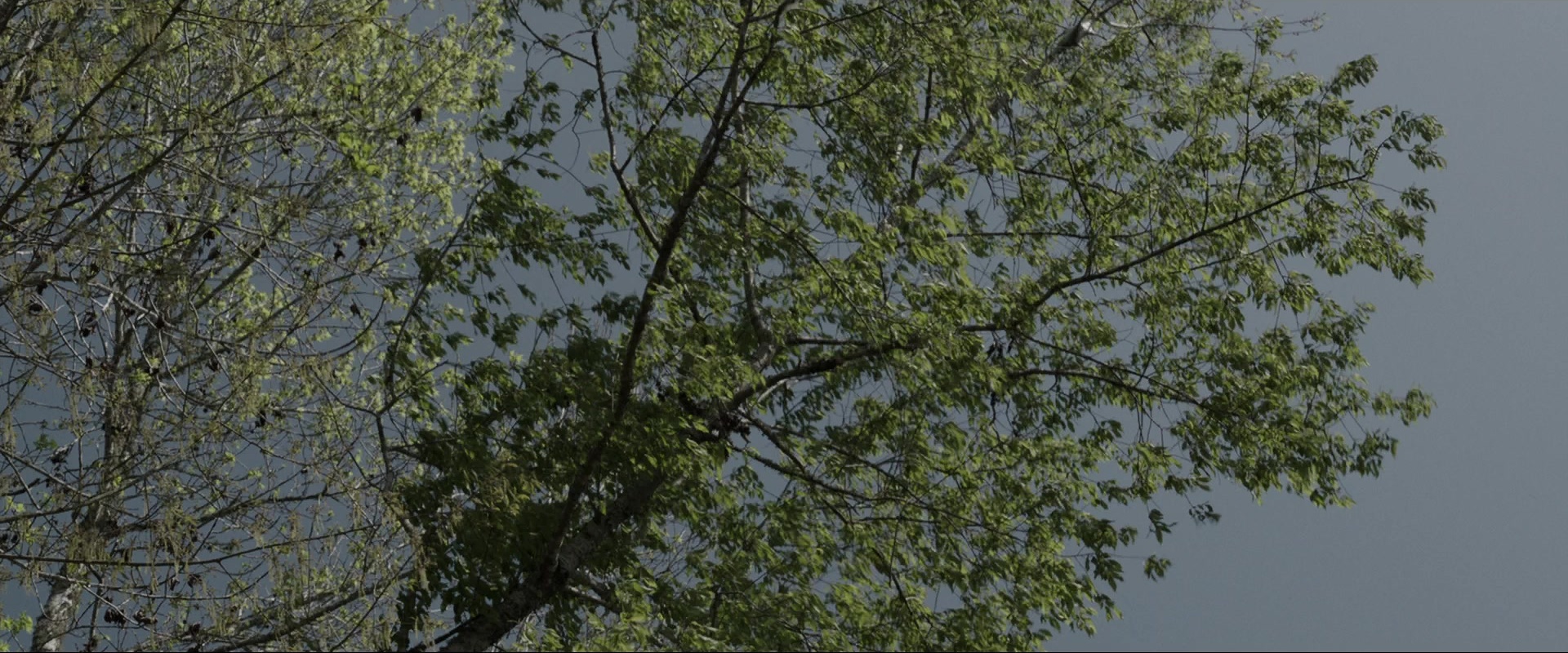 The Conjuring (2013), wide, 2.40:1 — film still