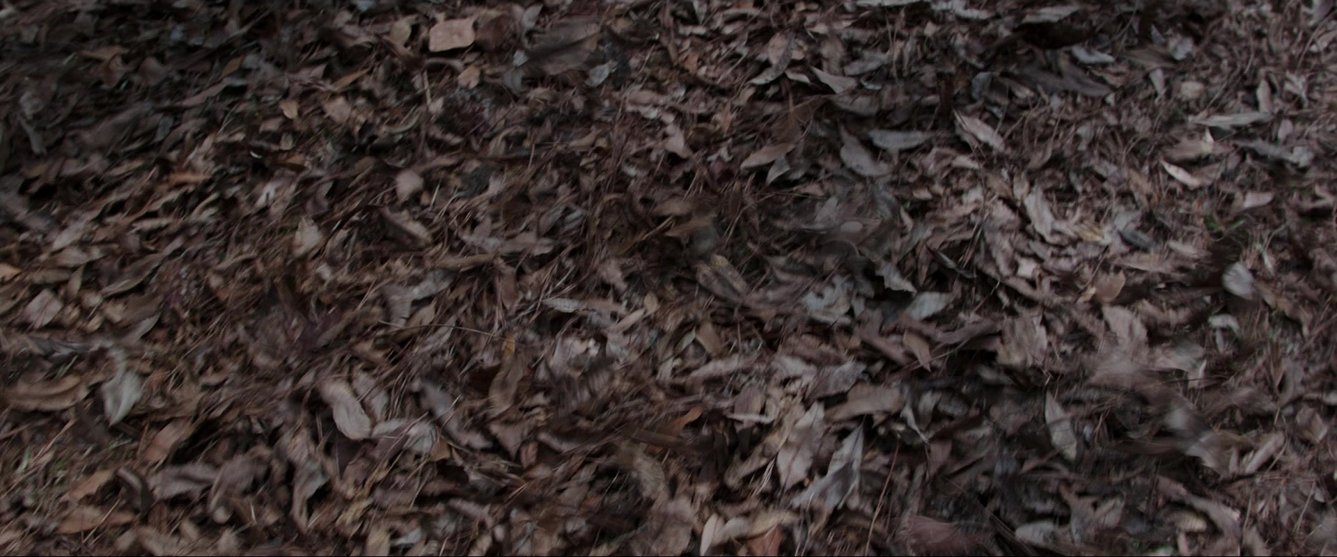 The Conjuring (2013), unknown, 2.40:1 — film still