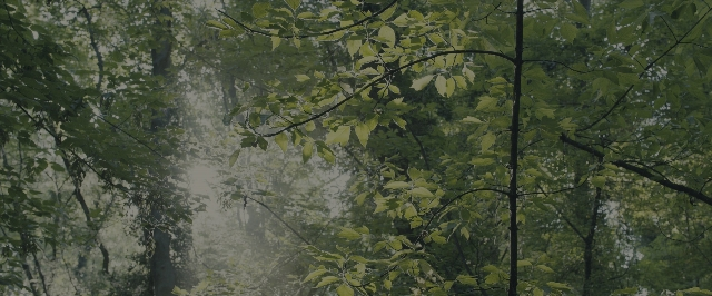 Wide shot frame from Blade Runner 2049 — forest, willow
