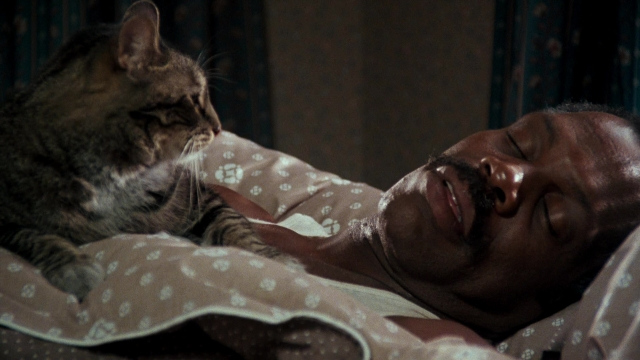 Frame from Lethal Weapon — bed, shirt, cat