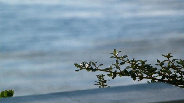 Frame from Lethal Weapon — water, houseplant
