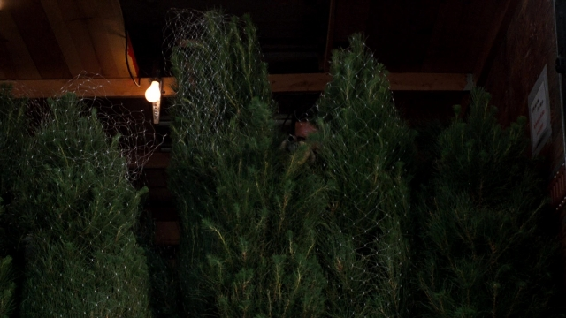 Wide shot frame from Lethal Weapon — houseplant