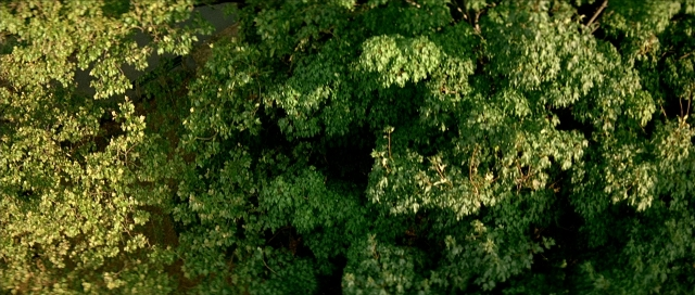 Frame from Léon — forest, willow