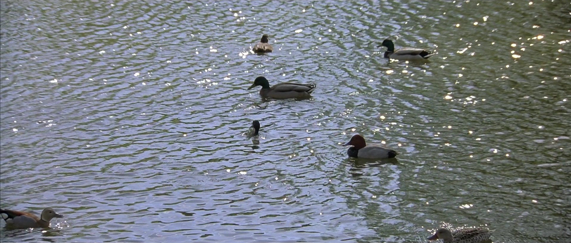 About a Boy (2002), wide, 2.35:1 — film still