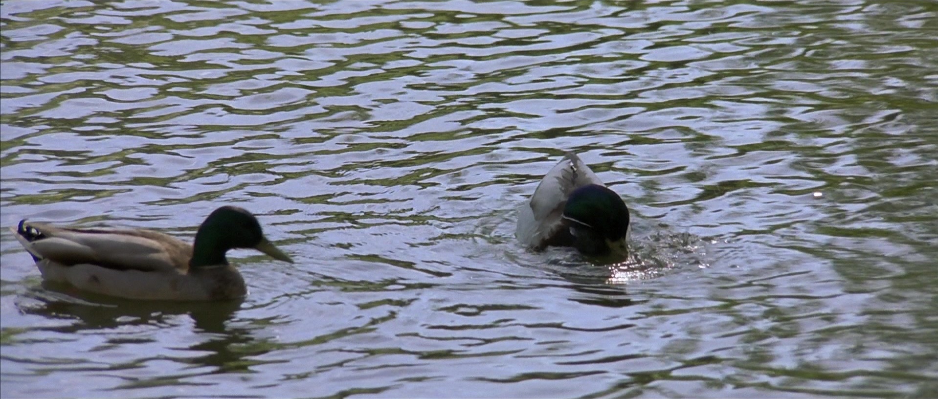 About a Boy (2002), unknown, 2.35:1 — film still