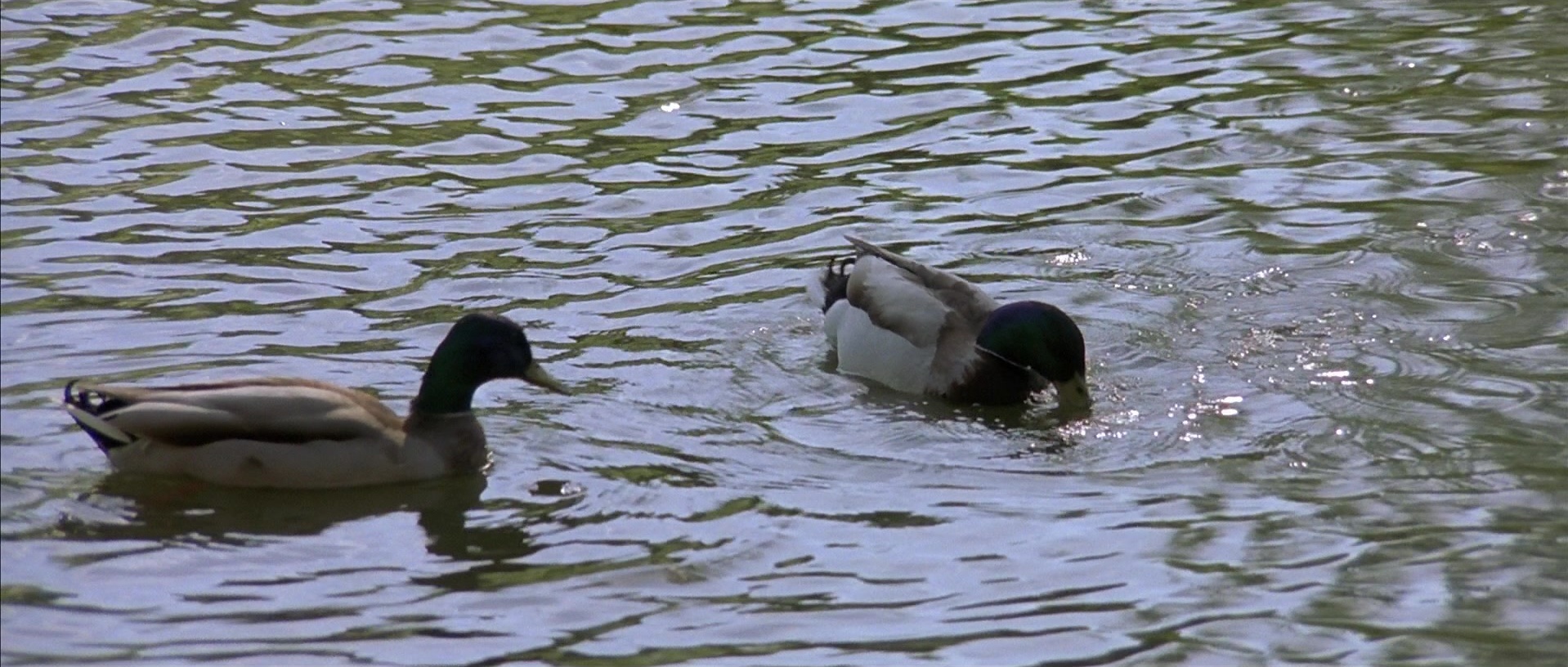 About a Boy (2002), unknown, 2.35:1 — film still