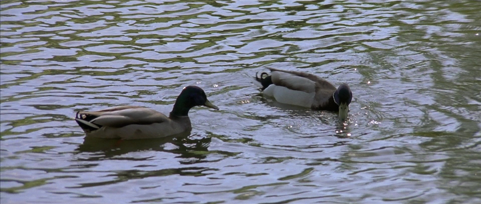 About a Boy (2002), wide, 2.35:1 — film still