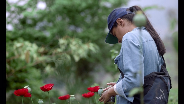 seria-1798958.jpg