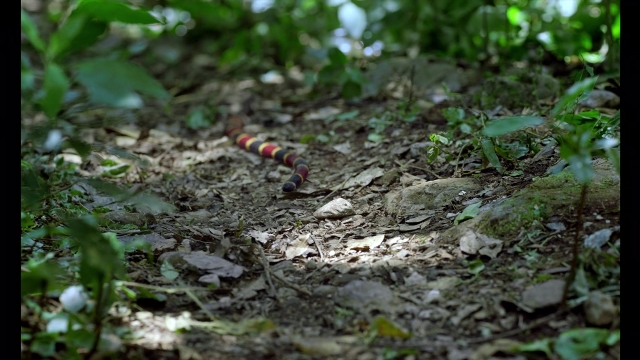 Wide shot frame from Noche de Fuego — walking, bed, forest