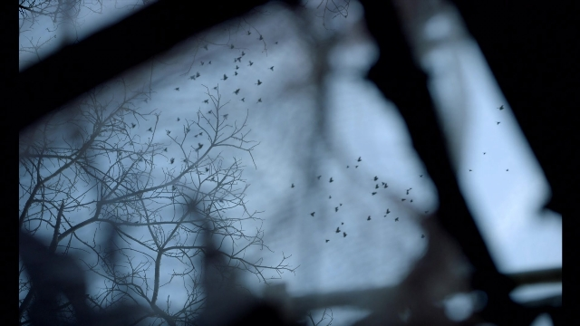 Wide shot frame from Noche de Fuego — bird