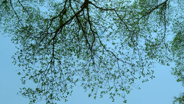 Wide shot frame from Noche de Fuego — willow