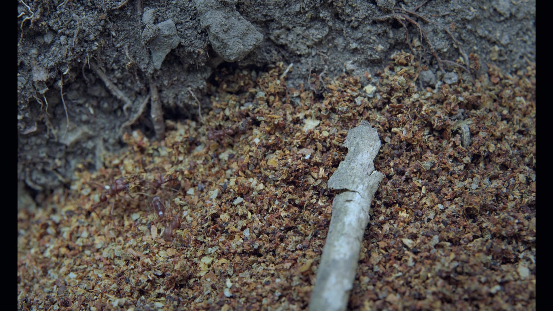 Noche de Fuego (2021), wide, 1.78:1 — film still