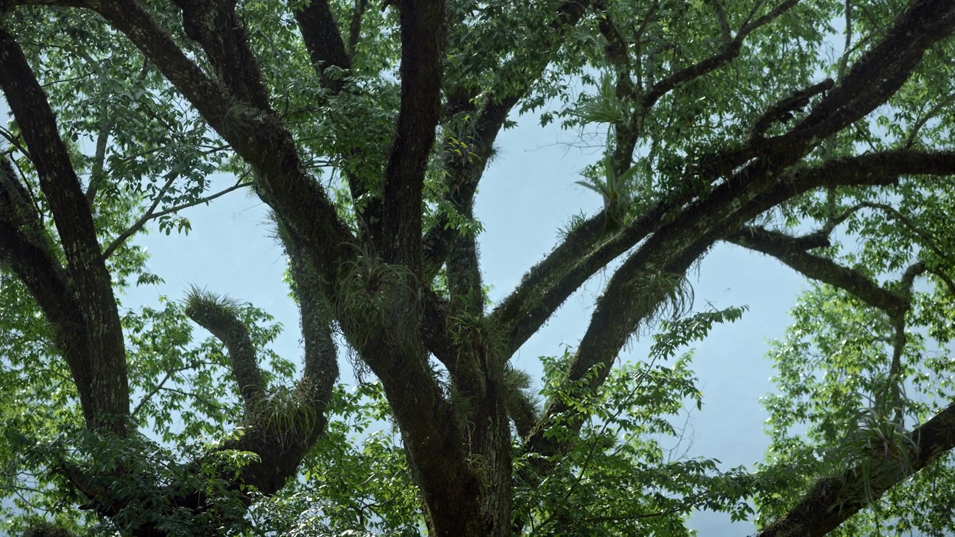 Noche de Fuego (2021), wide, 1.78:1 — film still