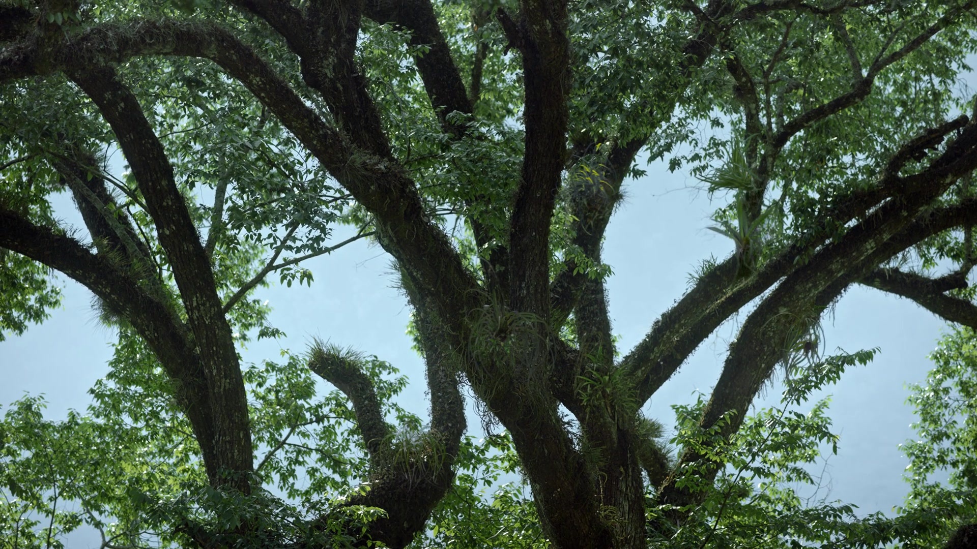 Noche de Fuego (2021), wide, 1.78:1 — film still