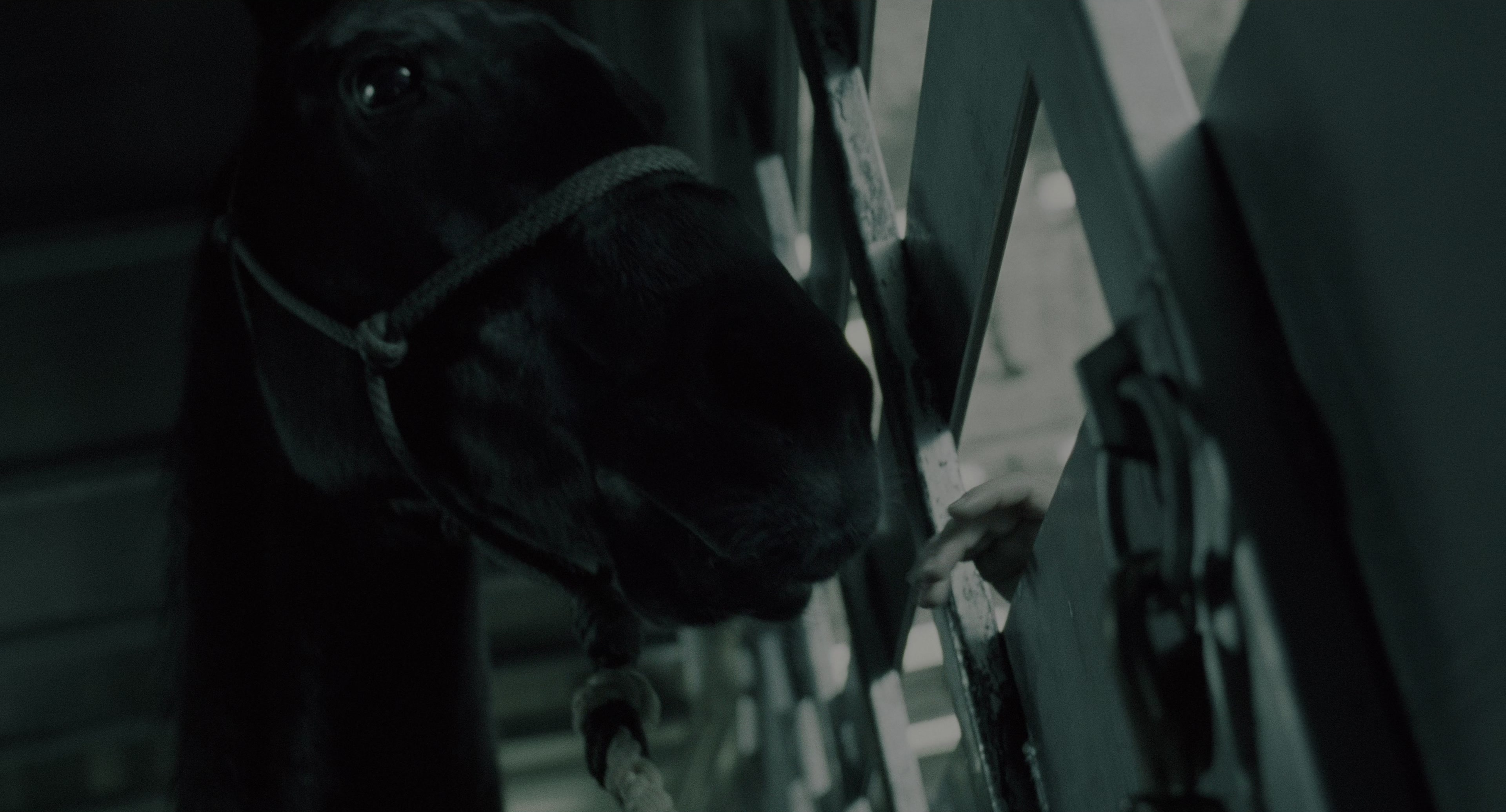 The Ring (2002), wide, 1.85:1 — film still