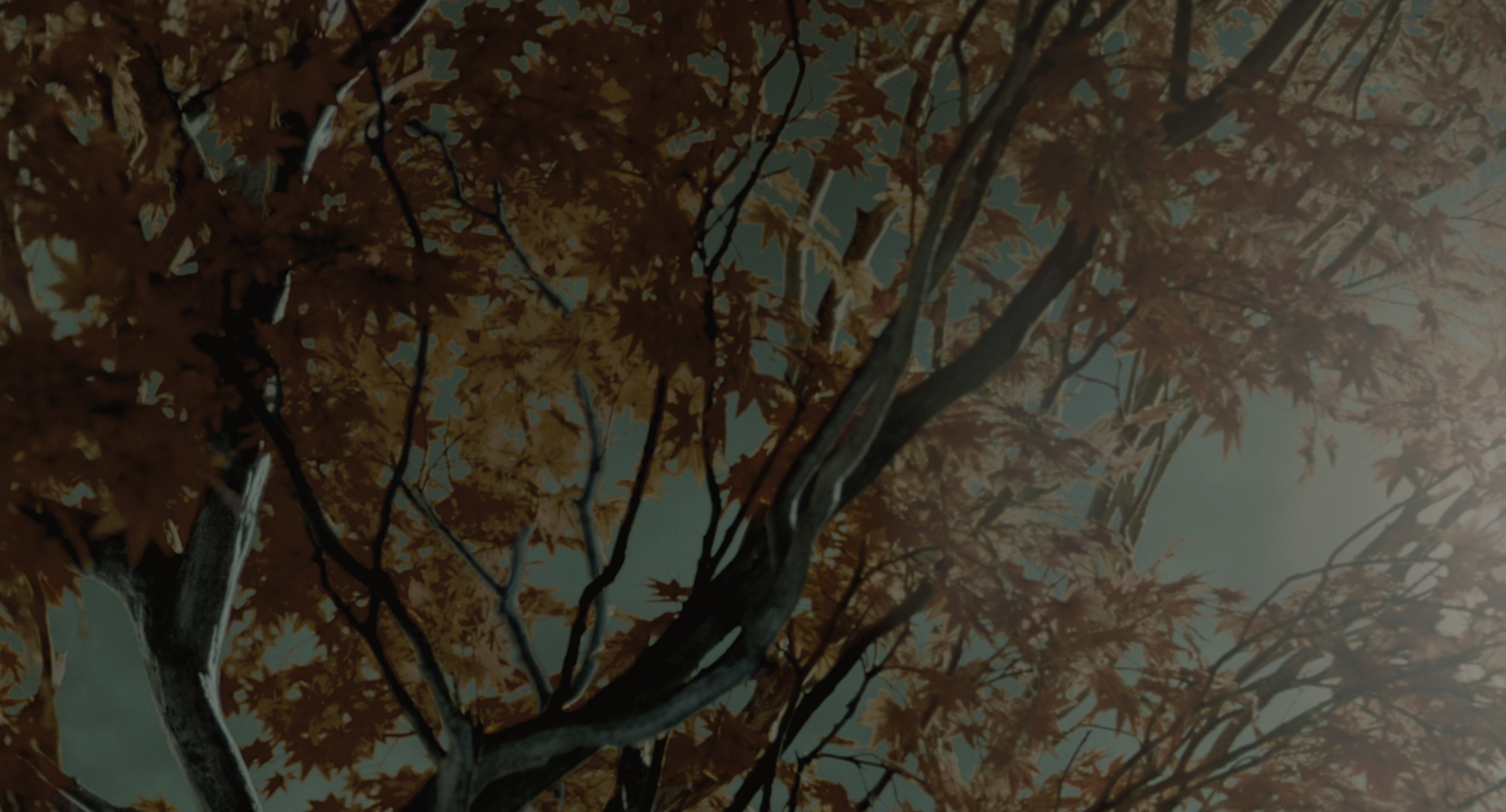 The Ring (2002), wide, 1.85:1 — film still