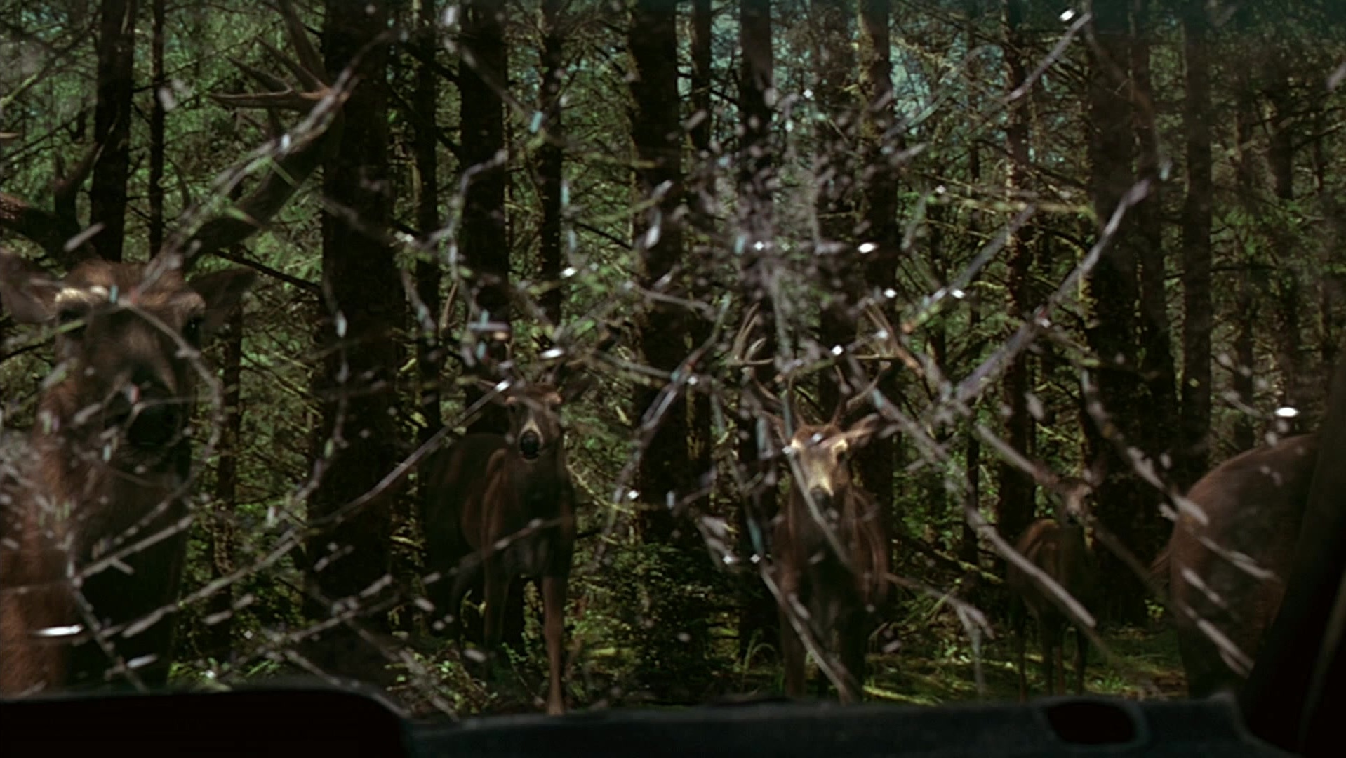 The Ring Two (2005), wide, 1.78:1 — film still