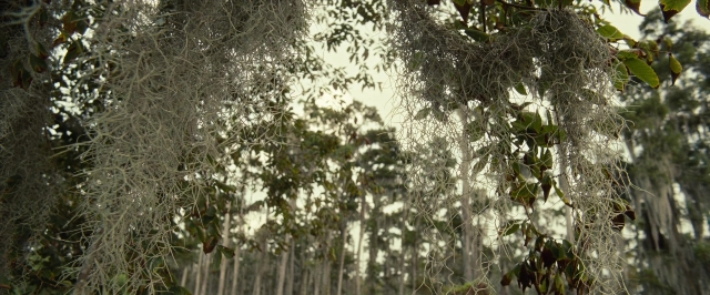 Frame from 12 Years a Slave — forest, willow