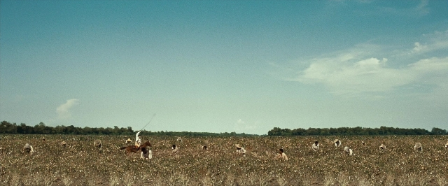 Frame from 12 Years a Slave — animal, horse, running