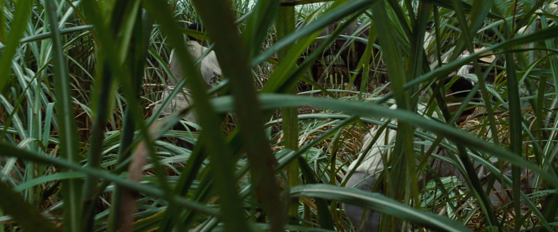 12 Years a Slave (2013), wide, 2.40:1 — film still