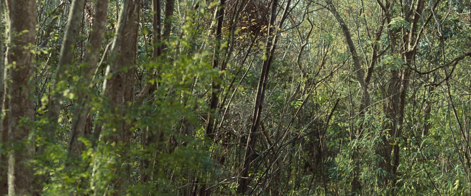 12 Years a Slave (2013), wide, 2.40:1 — film still