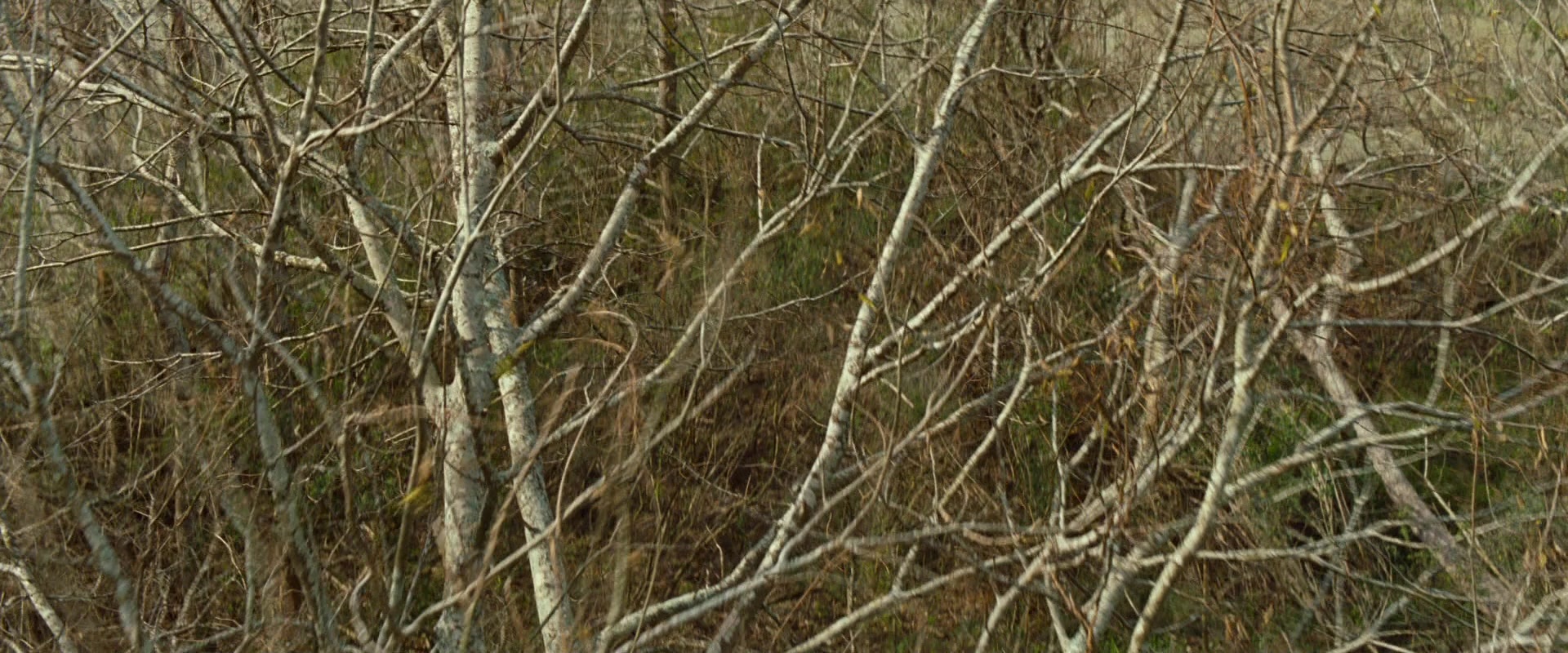 12 Years a Slave (2013), unknown, 2.40:1 — film still