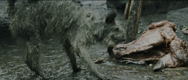 Wide shot frame from Perfume: The Story of a Murderer — standing, animal, dog