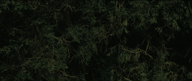 Wide shot frame from Perfume: The Story of a Murderer — night, forest, willow