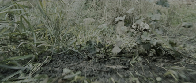 Wide shot frame from Perfume: The Story of a Murderer — flower