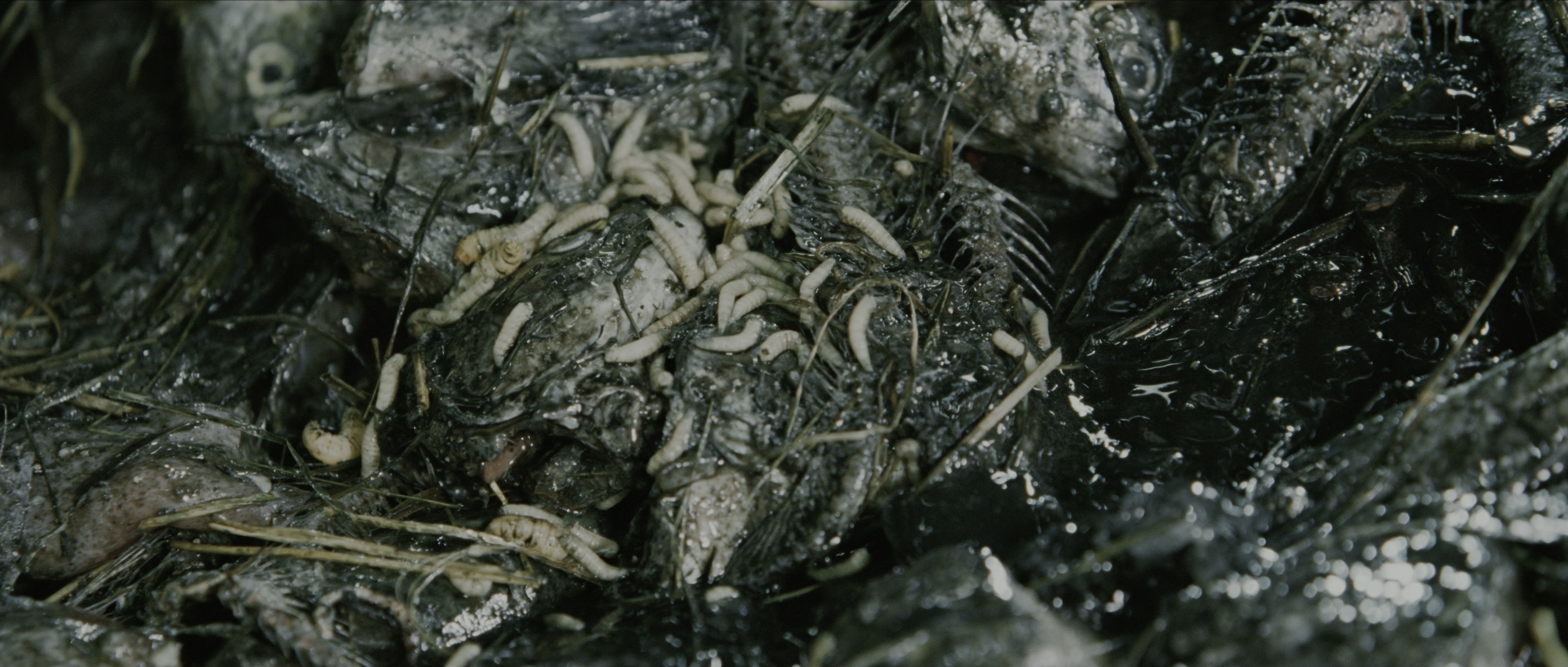 Perfume: The Story of a Murderer (2006), wide, 2.35:1 — film still