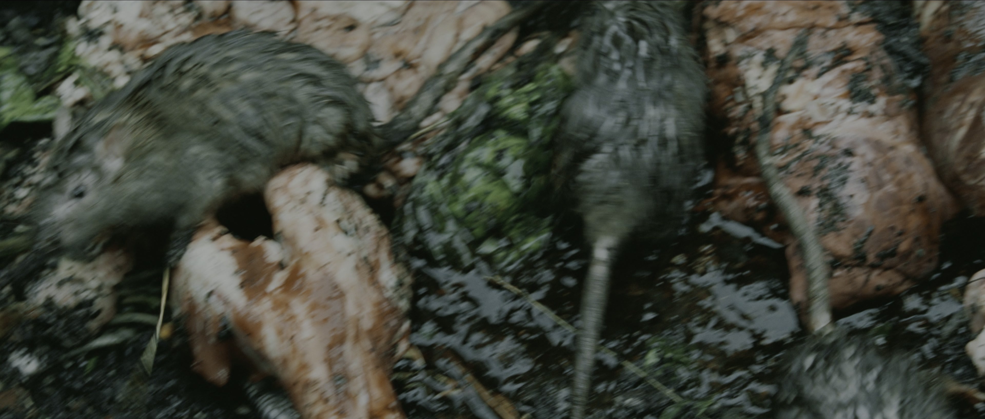 Perfume: The Story of a Murderer (2006), wide, 2.35:1 — film still