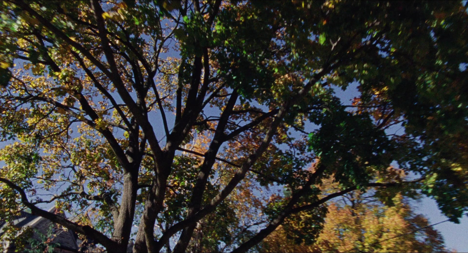 Dream Scenario (2023), wide, 1.85:1 — film still