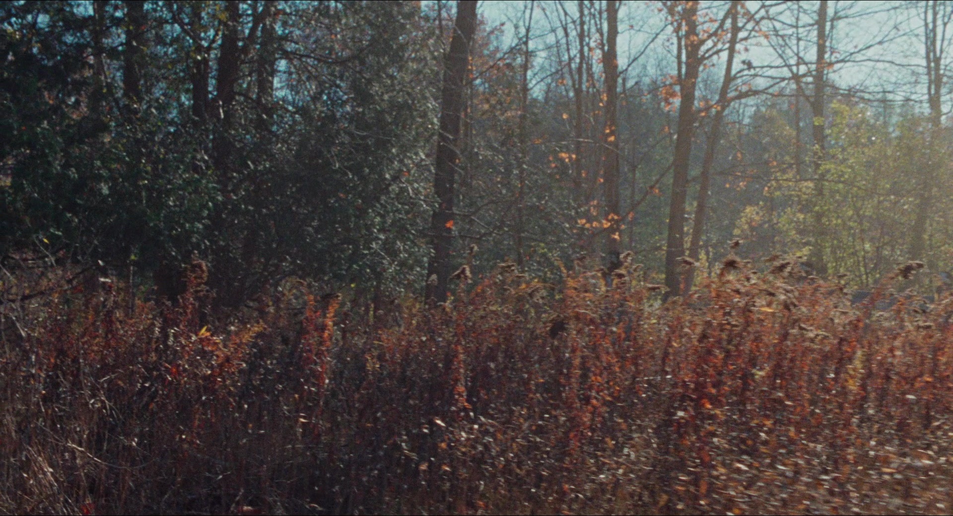Dream Scenario (2023), wide, 1.85:1 — film still