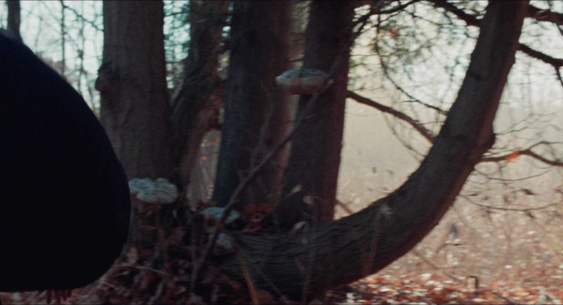Dream Scenario (2023), wide, 1.85:1 — film still