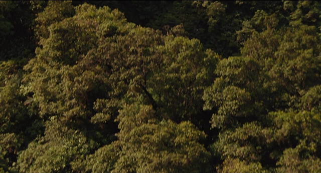 Wide shot frame from Jurassic Park — forest, willow