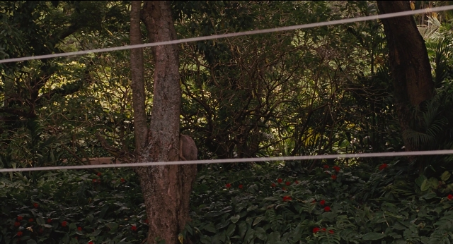 Wide shot frame from Jurassic Park — flower, bird