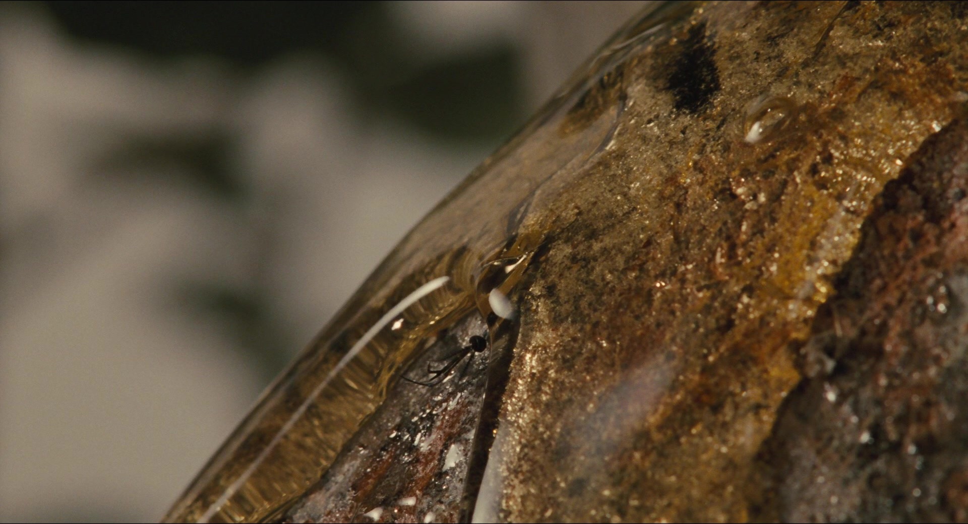 Jurassic Park (1993), wide, 1.85:1 — film still
