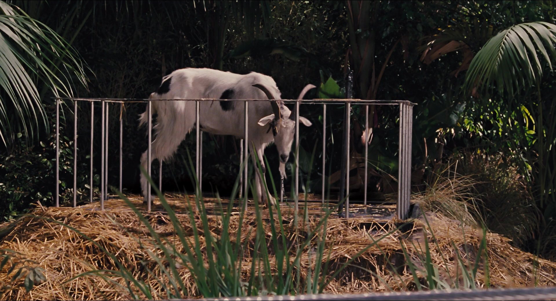 Jurassic Park (1993), wide, 1.85:1 — film still