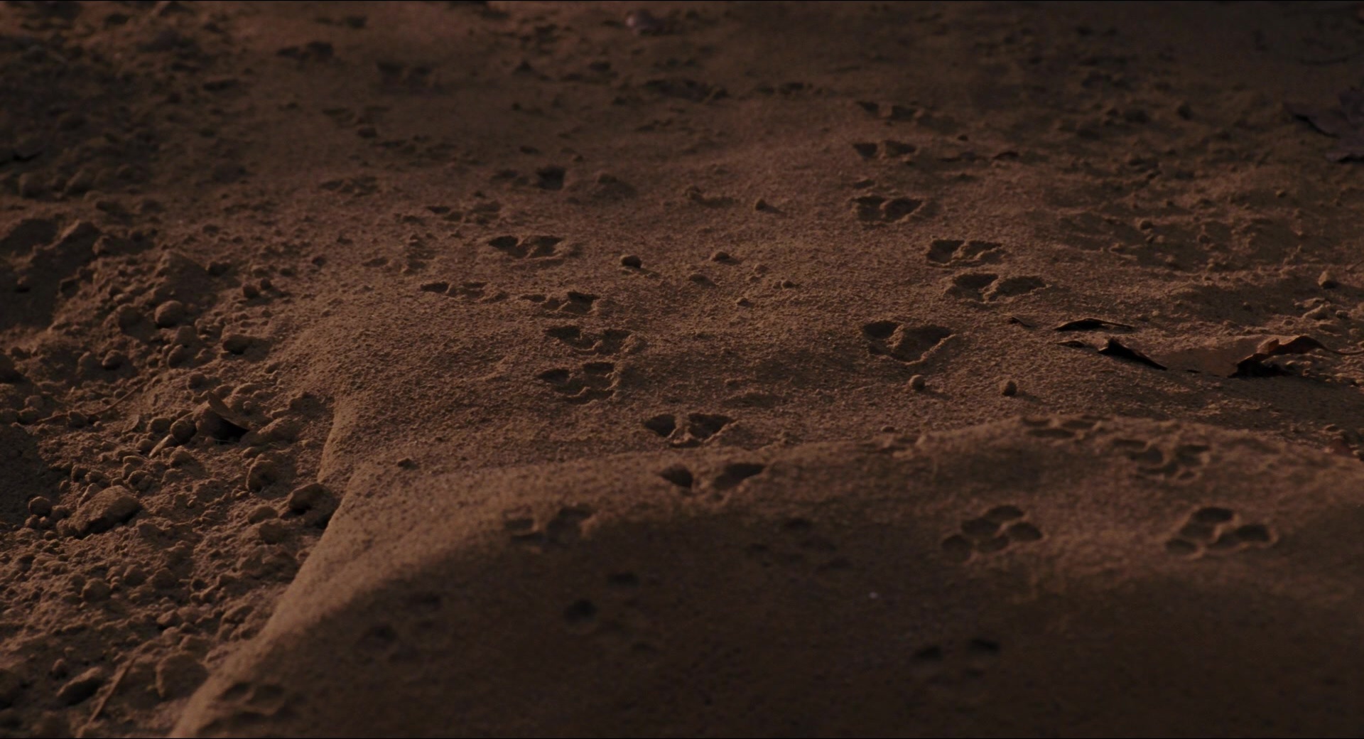 Jurassic Park (1993), wide, 1.85:1 — film still