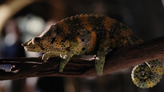 Wide shot frame from A Series of Unfortunate Events — lizard, snail