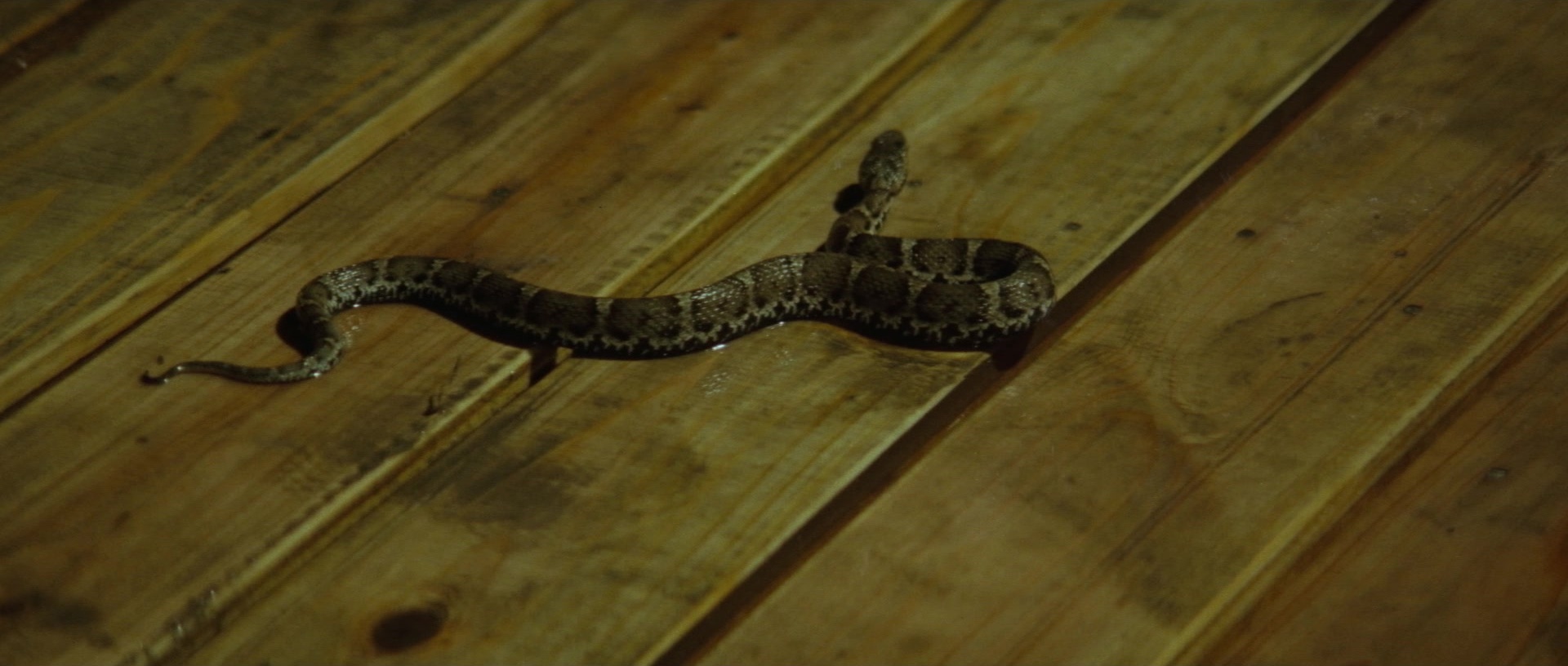 Kyôfu kikei ningen: Edogawa Rampo zenshû (1969), wide, 2.35:1 — film still