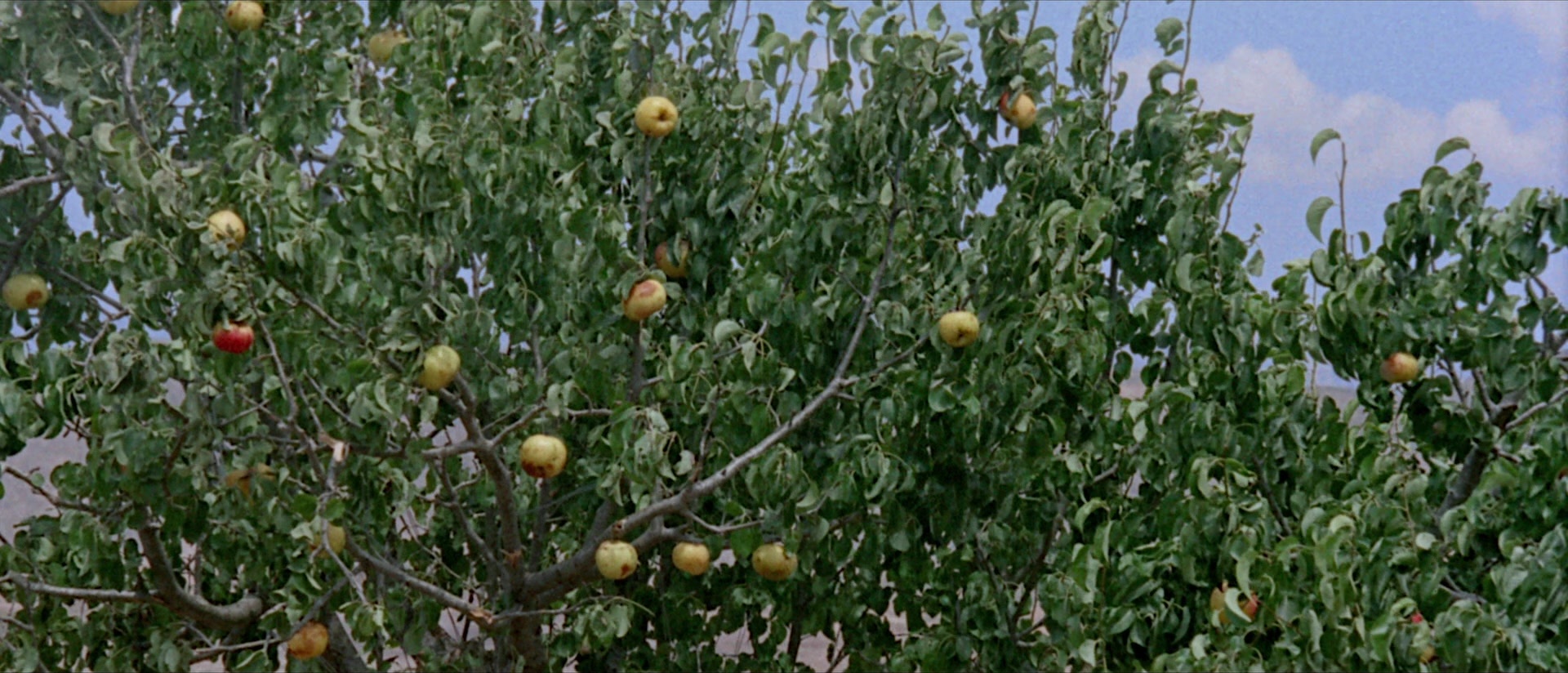 Per qualche dollaro in più (1965), wide, 2.33:1 — film still