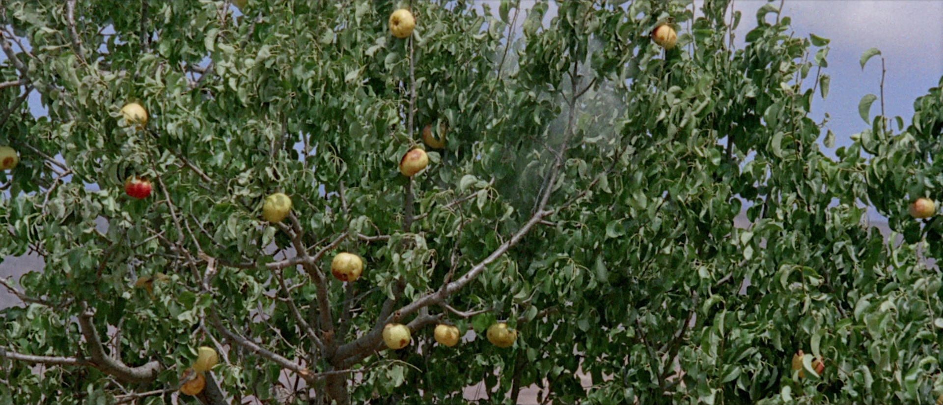 Per qualche dollaro in più (1965), wide, 2.33:1 — film still