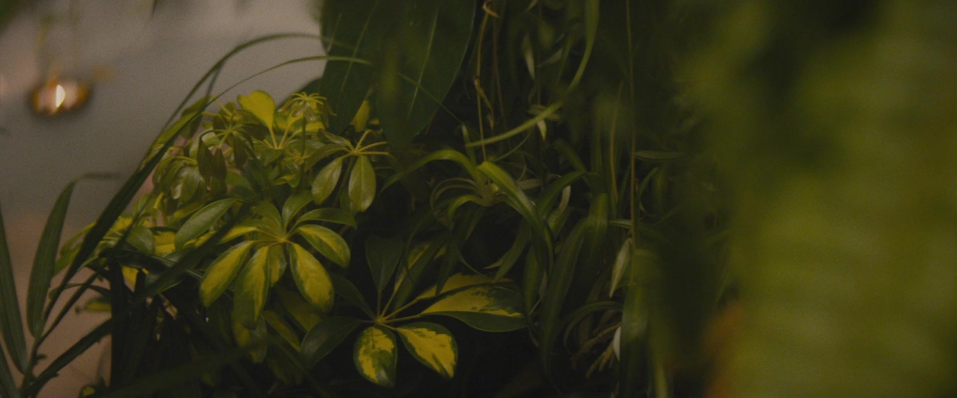 The Diary of a Teenage Girl (2015), unknown, 2.40:1 — film still